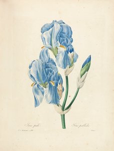 Iris Pallida, graviert von Victor, aus 